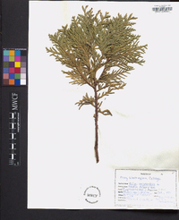 Thuja occidentalis image