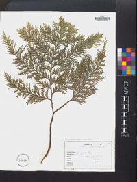 Thuja occidentalis image