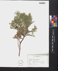 Thuja occidentalis image