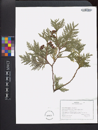 Thuja occidentalis image