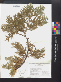 Thuja occidentalis image