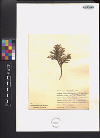Thuja standishii image