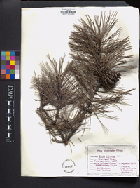 Pinus echinata image