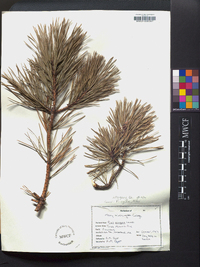 Pinus pungens image