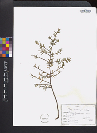 Tsuga canadensis image