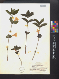 Ruellia caroliniensis image