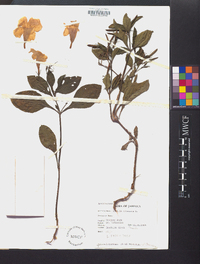 Ruellia tuberosa image