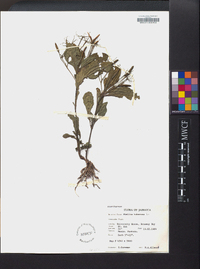 Ruellia tuberosa image