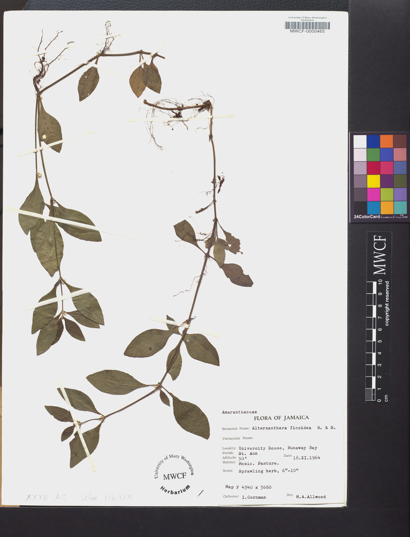 Alternanthera ficoidea image