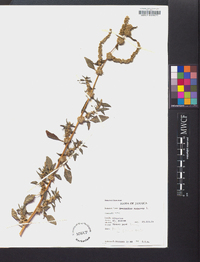 Amaranthus spinosus image