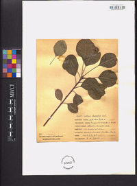 Cotinus obovatus image