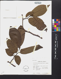 Annona jamaicensis image