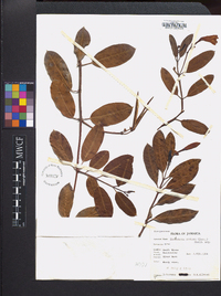 Rhabdadenia biflora image