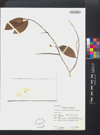 Vallesia antillana image