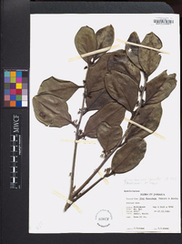 Ilex florifera image