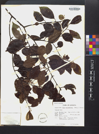 Ilex macfadyenii image