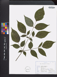 Aralia spinosa image