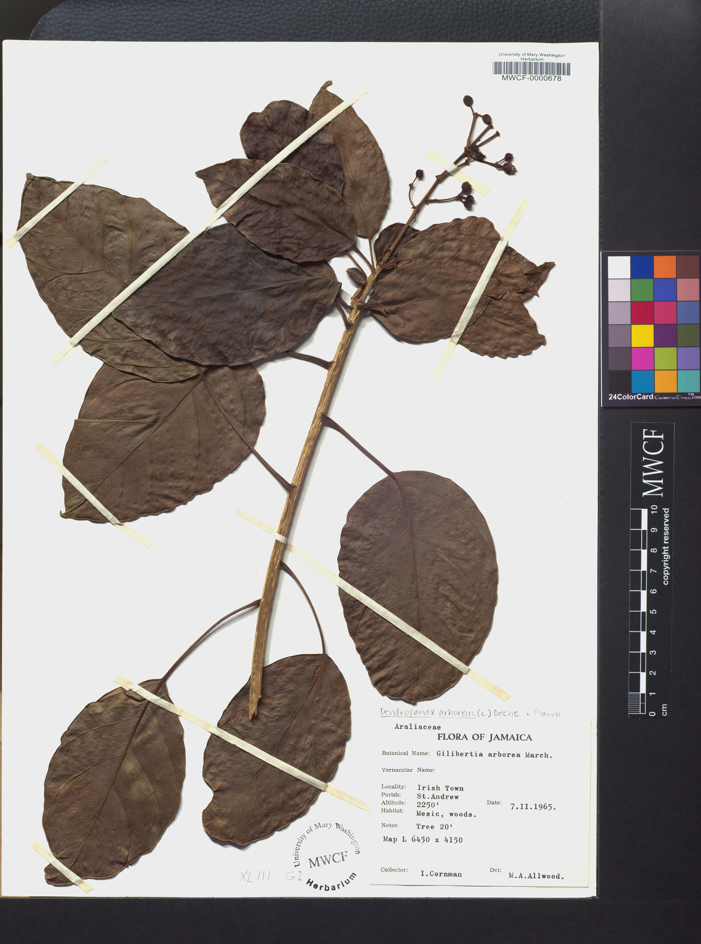 Dendropanax arboreus image