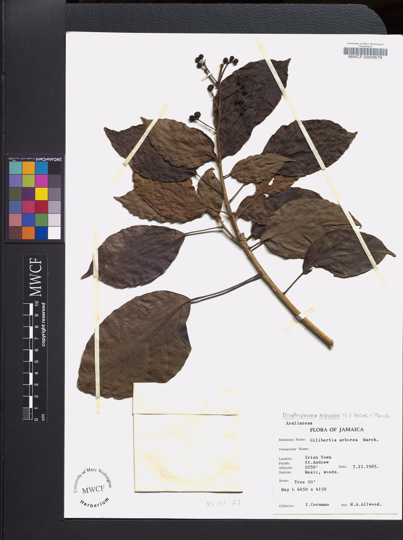 Dendropanax arboreus image