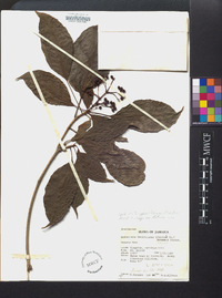 Dendropanax arboreus image