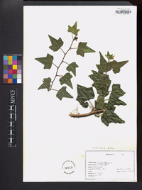 Hedera helix image