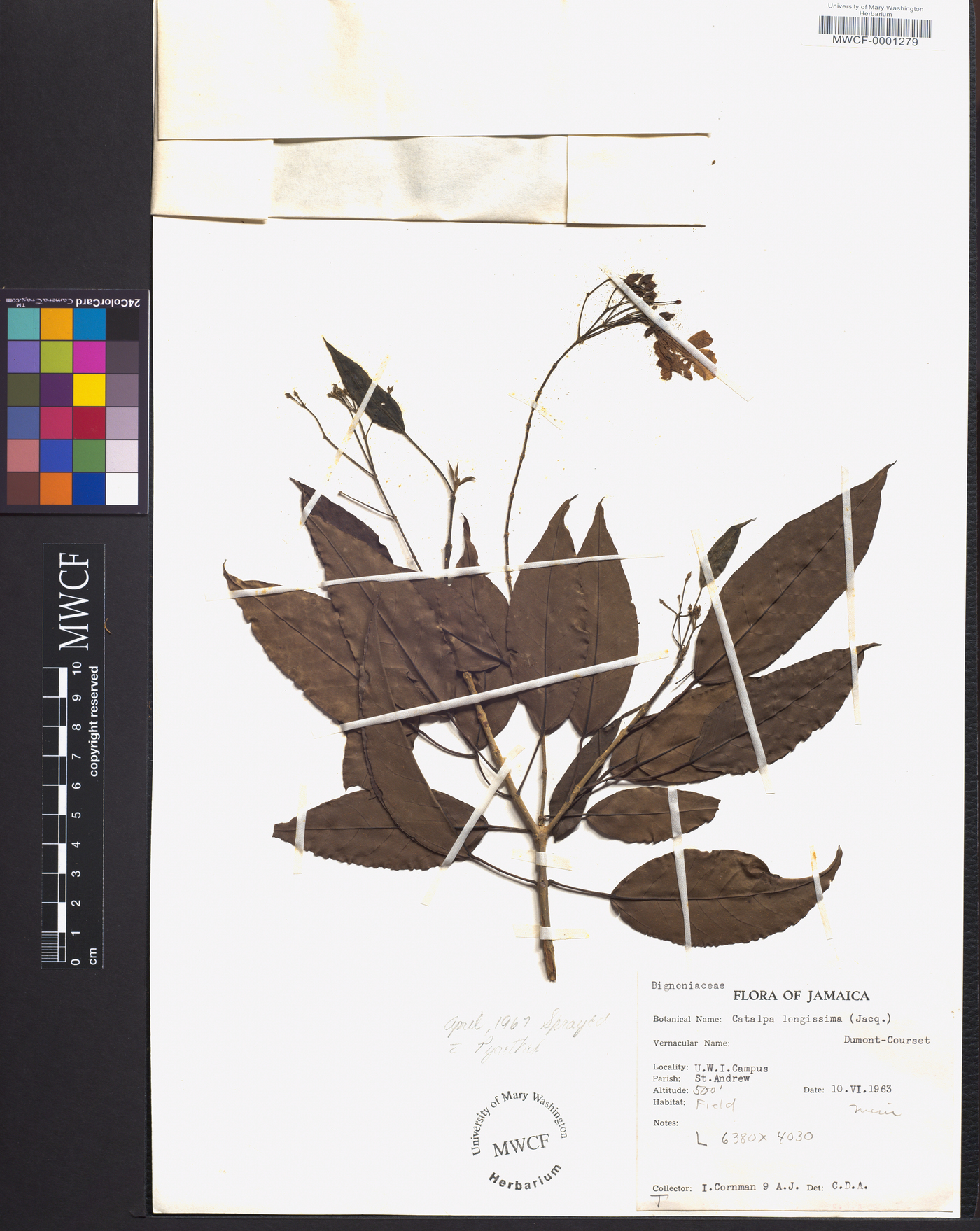 Catalpa longissima image
