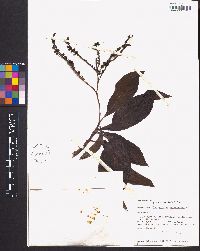 Tournefortia astrotricha image