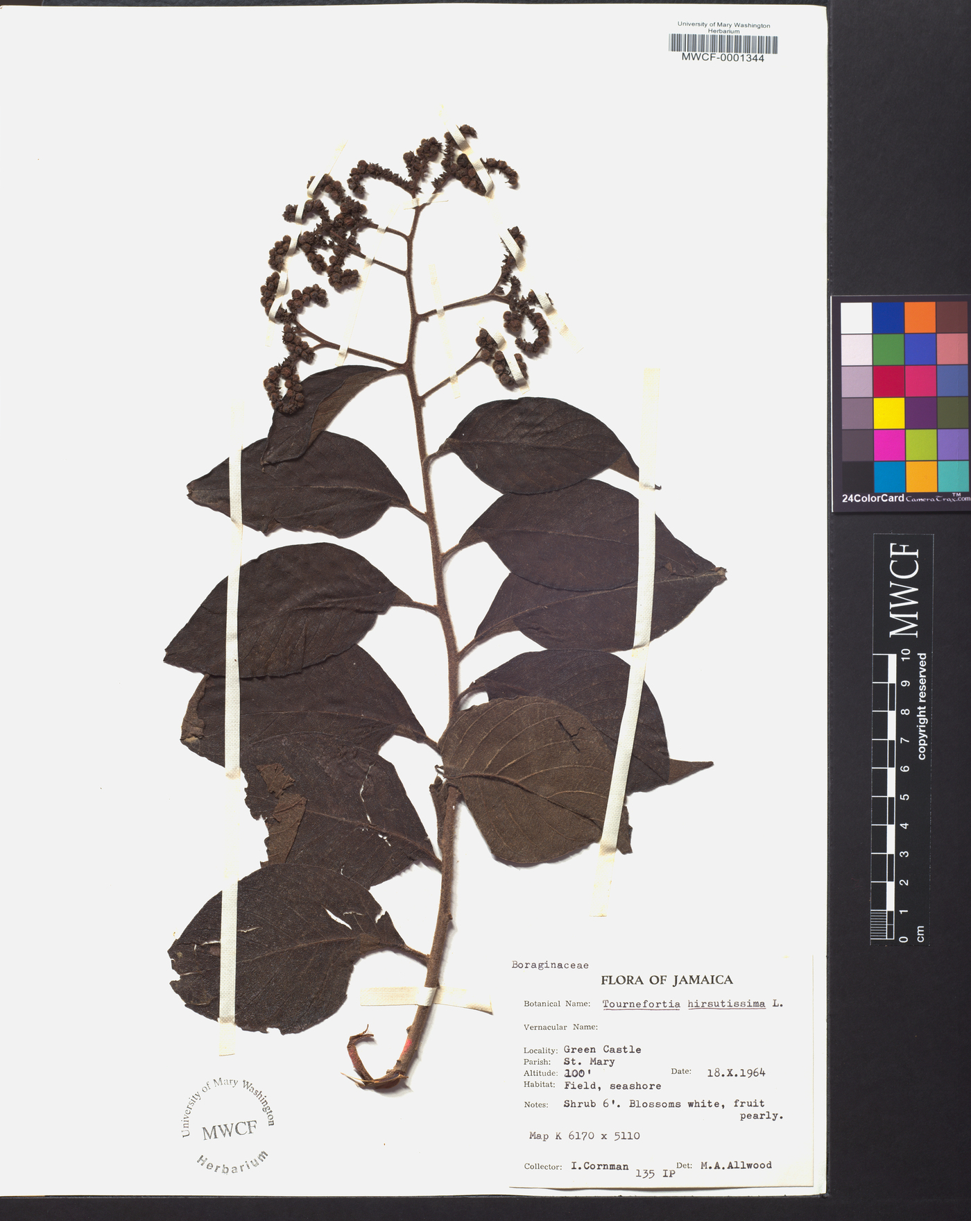 Tournefortia hirsutissima image