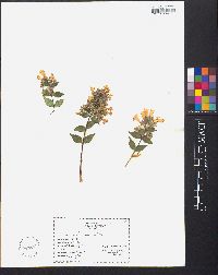 Abelia × grandiflora image