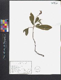 Clethra alnifolia image