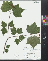 Viburnum edule image