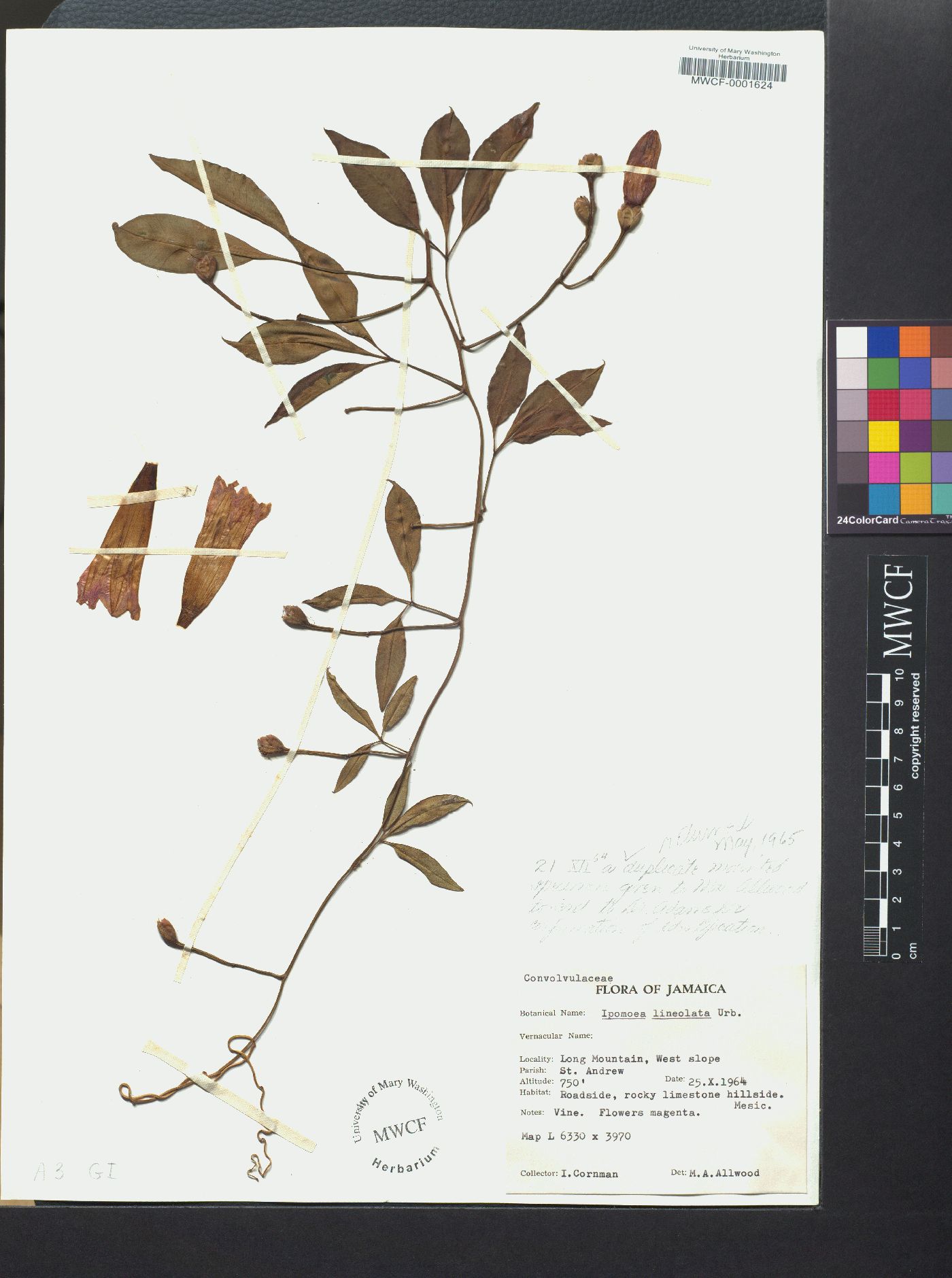 Ipomoea lineolata image