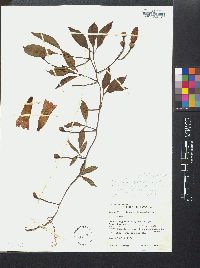 Ipomoea lineolata image