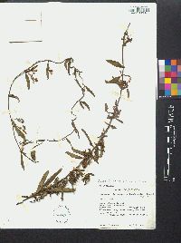 Jacquemontia havanensis image
