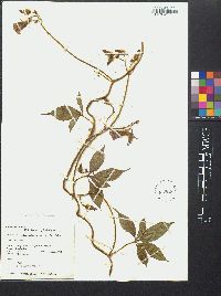 Merremia aegyptia image
