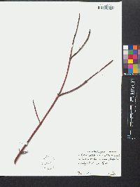 Cornus rugosa image