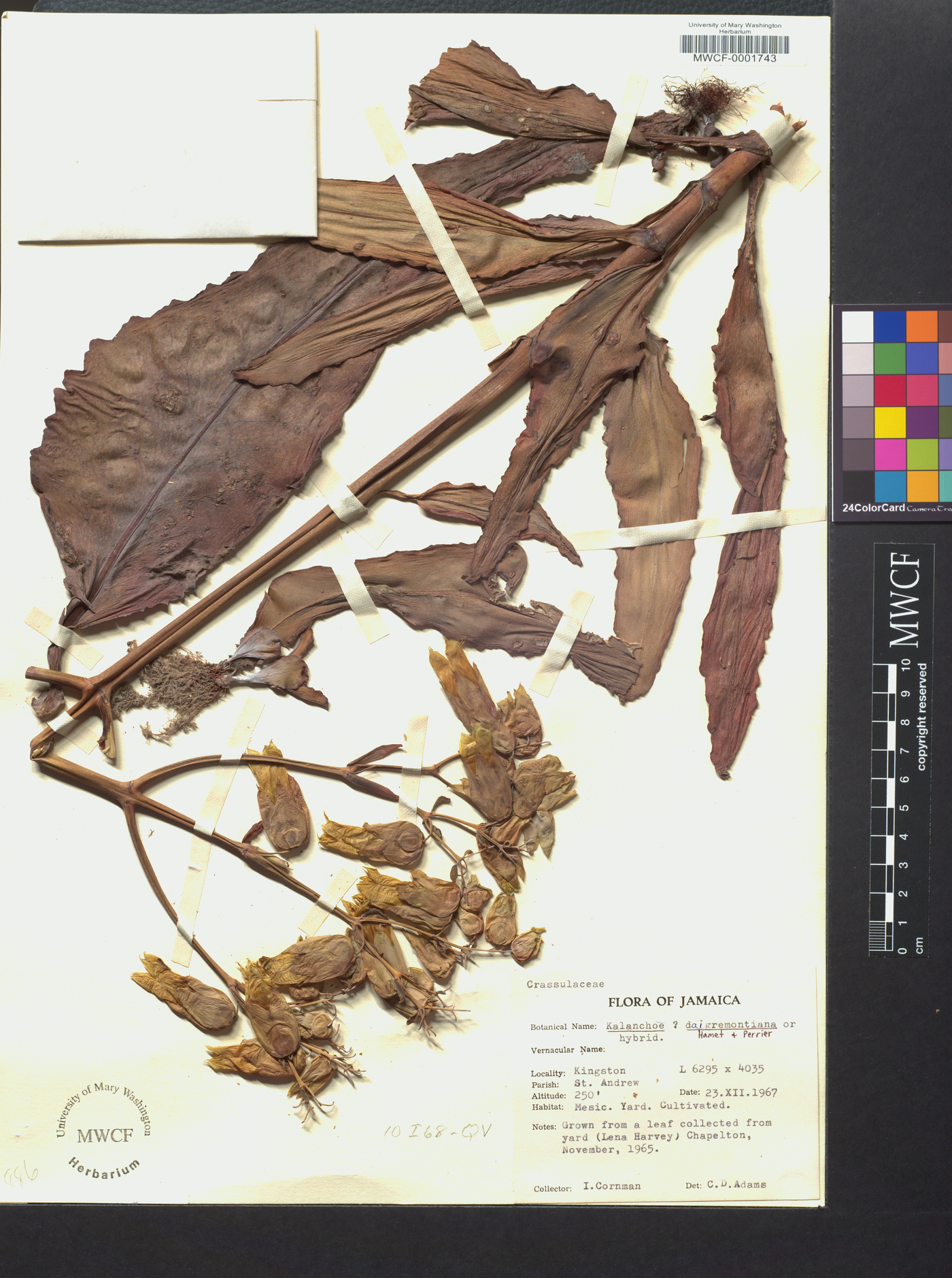 Bryophyllum daigremontianum image