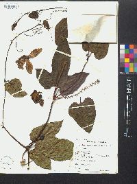 Cionosicys pomiformis image