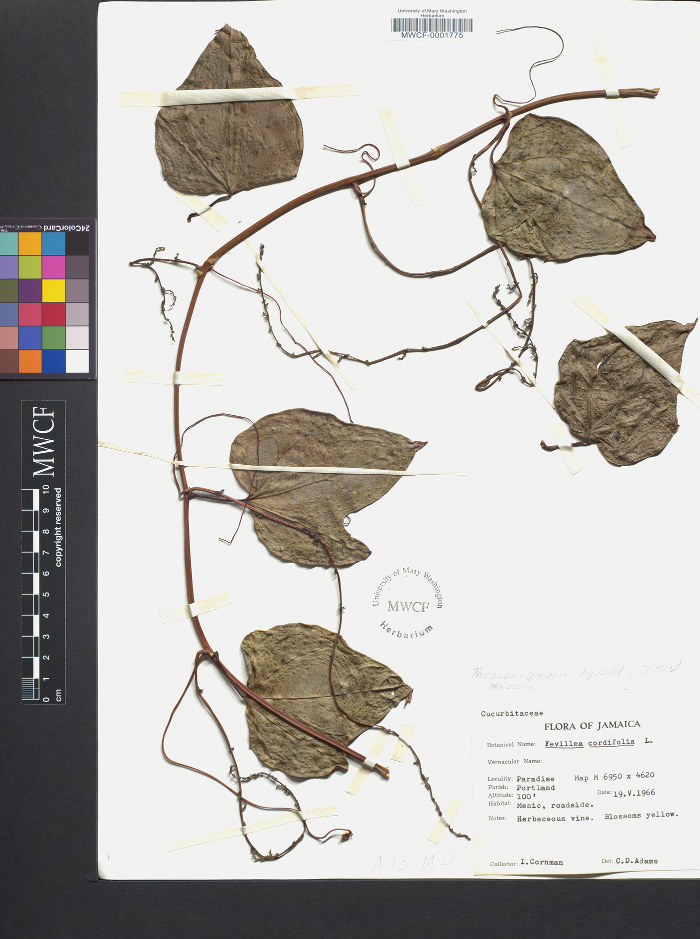 Fevillea image