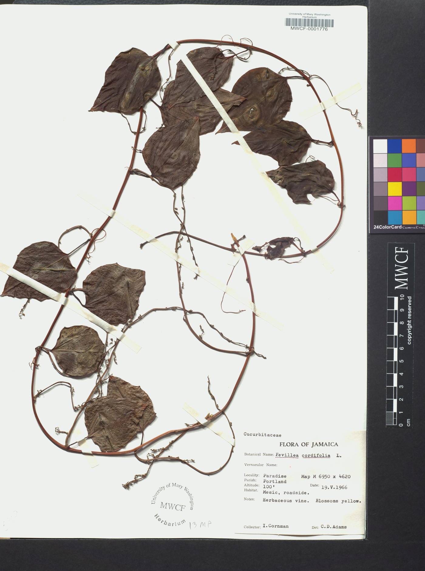 Fevillea cordifolia image