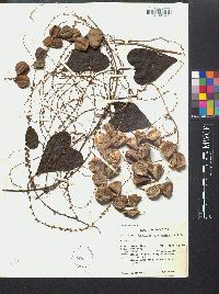 Dioscorea polygonoides image
