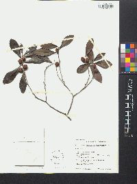 Diospyros tetrasperma image