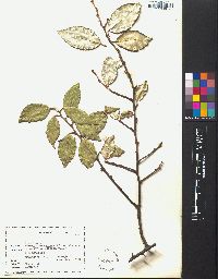 Elaeagnus angustifolia image