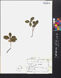 Gaultheria procumbens image