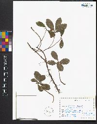 Gaultheria procumbens image