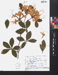 Rhododendron calendulaceum image