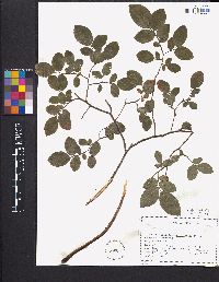 Vaccinium myrtilloides image