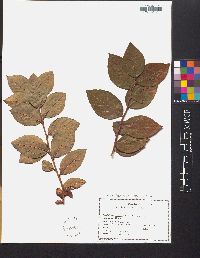 Vaccinium vacillans image