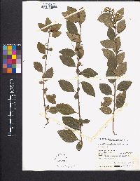 Acalypha scabrosa image