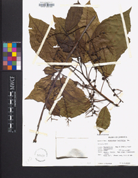 Alchornea latifolia image